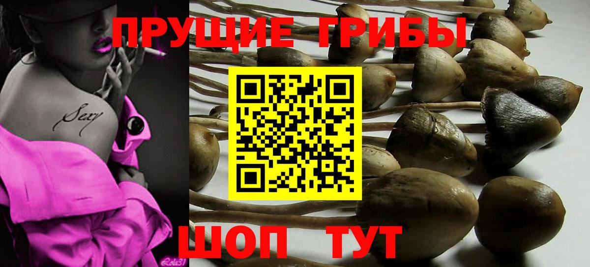 Галлюциногенные грибы Cubensis Калининград